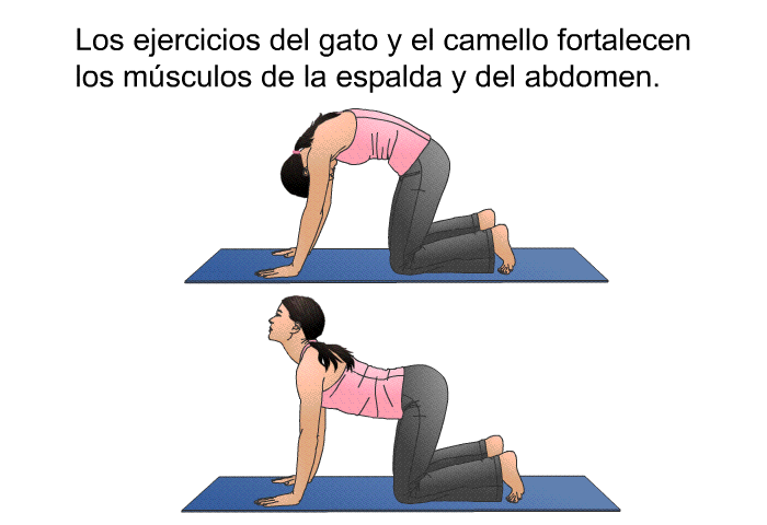 Los ejercicios del gato y el camello fortalecen los msculos de la espalda y del abdomen.