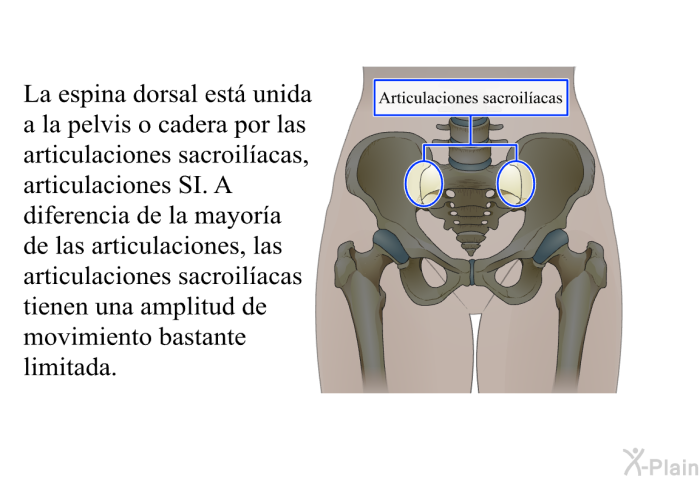 La espina dorsal est unida a la pelvis o cadera por las articulaciones sacroilacas, articulaciones SI. A diferencia de la mayora de las articulaciones, las articulaciones sacroilacas tienen una amplitud de movimiento bastante limitada.