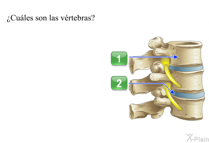 ¿ Cules son las vrtebras?