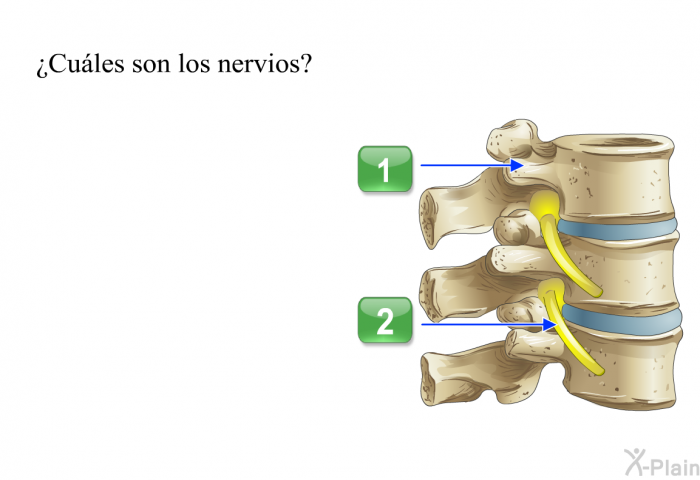 ¿Cules son los nervios?