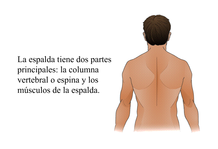 La espalda tiene dos partes principales: la columna vertebral o espina y los msculos de la espalda.