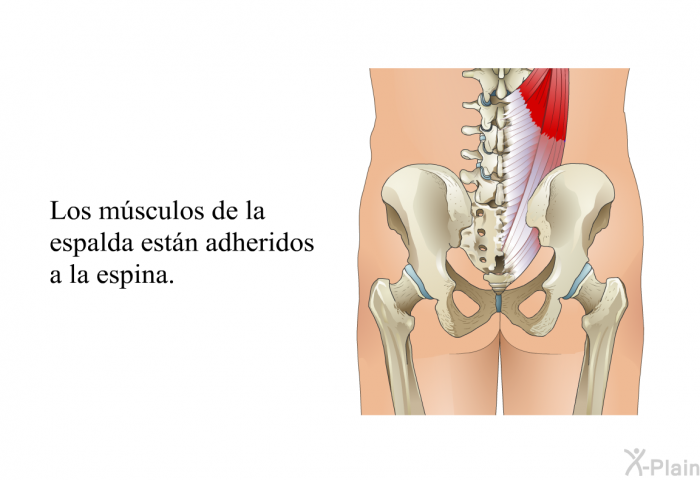Los msculos de la espalda estn adheridos a la espina.