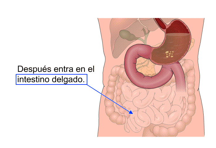 Despus entra en el intestino delgado.