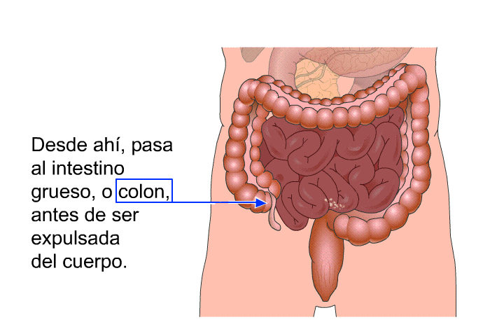 Desde ah, pasa al intestino grueso, o colon, antes de ser expulsada del cuerpo.
