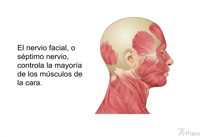 El nervio facial o sptimo nervio, controla la mayora de los msculos de la cara.