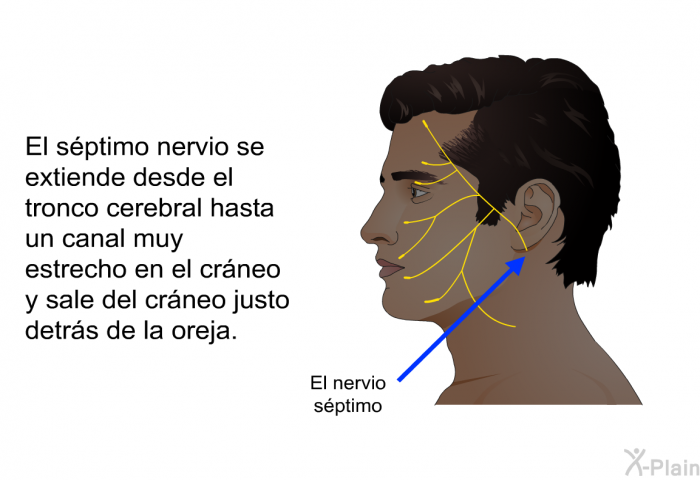 El sptimo nervio se extiende desde el tronco cerebral hasta un canal muy estrecho en el crneo y sale del crneo justo detrs de la oreja.