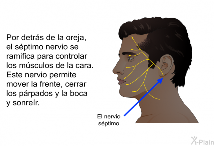 Por detrs de la oreja, el sptimo nervio se ramifica para controlar los msculos de la cara. Este nervio permite mover la frente, cerrar los prpados y la boca y sonrer.