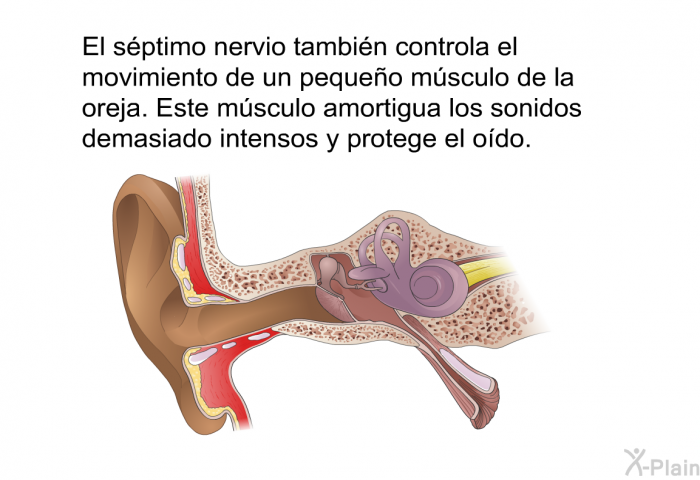 El sptimo nervio tambin controla el movimiento de un pequeo msculo de la oreja. Este msculo amortigua los sonidos demasiado intensos y protege el odo.