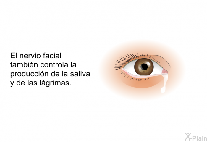 El nervio facial tambin controla la produccin de la saliva y de las lgrimas.