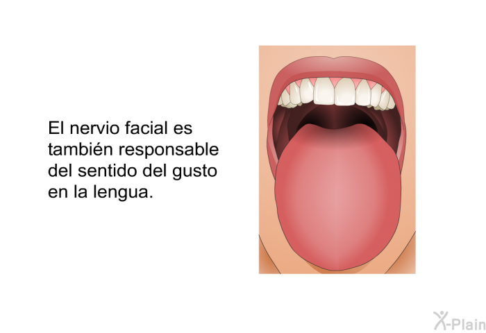 El nervio facial es tambin responsable del sentido del gusto en la lengua.