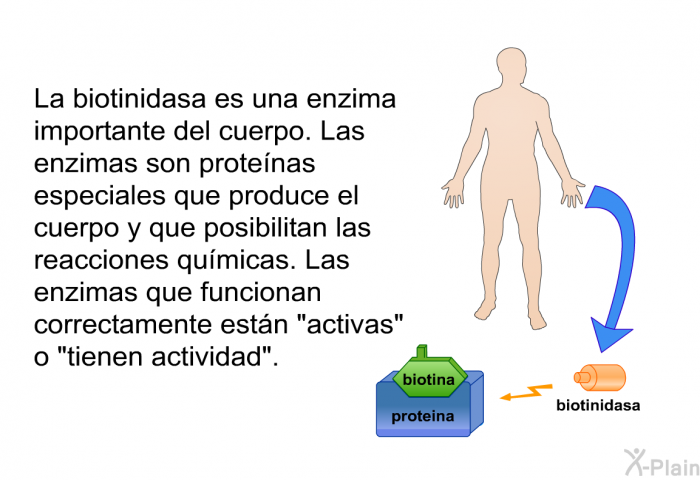 La biotinidasa es una enzima importante del cuerpo. Las enzimas son protenas especiales que produce el cuerpo y que posibilitan las reacciones qumicas. Las enzimas que funcionan correctamente estn “activas” o “tienen actividad”.
