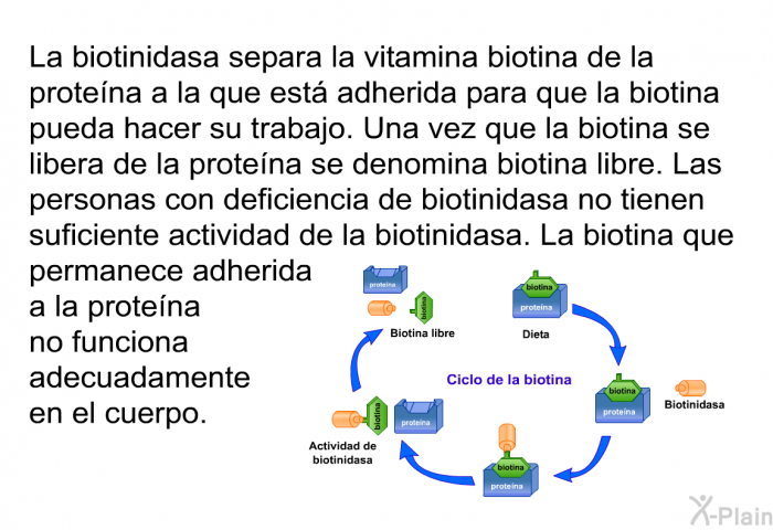 La biotinidasa separa la vitamina biotina de la protena a la que est adherida para que la biotina pueda hacer su trabajo. Una vez que la biotina se libera de la protena se denomina biotina libre. Las personas con deficiencia de biotinidasa no tienen suficiente actividad de la biotinidasa. La biotina que permanece adherida a la protena no funciona adecuadamente en el cuerpo.