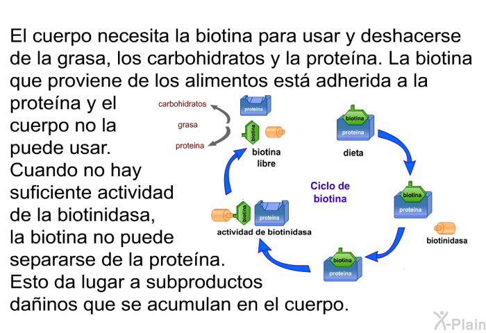 El cuerpo necesita la biotina para usar y deshacerse de la grasa, los carbohidratos y la protena. La biotina que proviene de los alimentos est adherida a la protena y el cuerpo no la puede usar. Cuando no hay suficiente actividad de la biotinidasa, la biotina no puede separarse de la protena. Esto da lugar a subproductos dainos que se acumulan en el cuerpo.