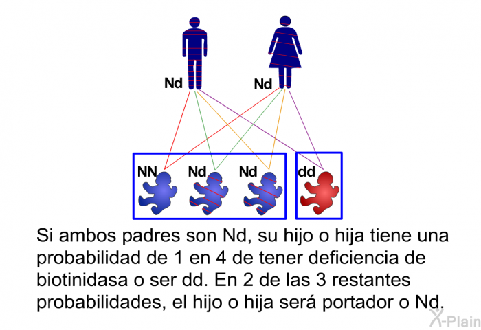 Si ambos padres son Nd, su hijo o hija tiene una probabilidad de 1 en 4 de tener deficiencia de biotinidasa o ser dd. En 2 de las 3 restantes probabilidades, el hijo o hija ser� portador o Nd.