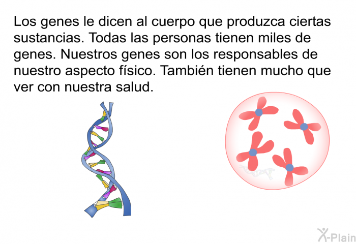 Los genes le dicen al cuerpo que produzca ciertas sustancias. Todas las personas tienen miles de genes. Nuestros genes son los responsables de nuestro aspecto f�sico. Tambi�n tienen mucho que ver con nuestra salud.