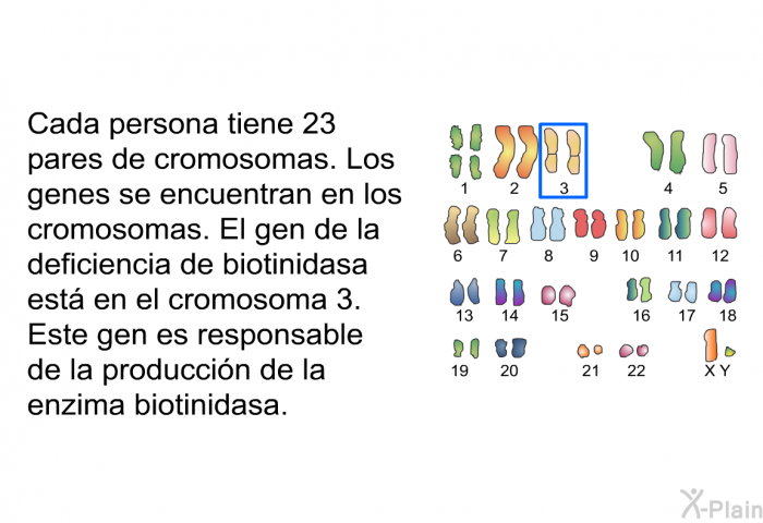 Cada persona tiene 23 pares de cromosomas. Los genes se encuentran en los cromosomas. El gen de la deficiencia de biotinidasa est� en el cromosoma 3. Este gen es responsable de la producci�n de la enzima biotinidasa.