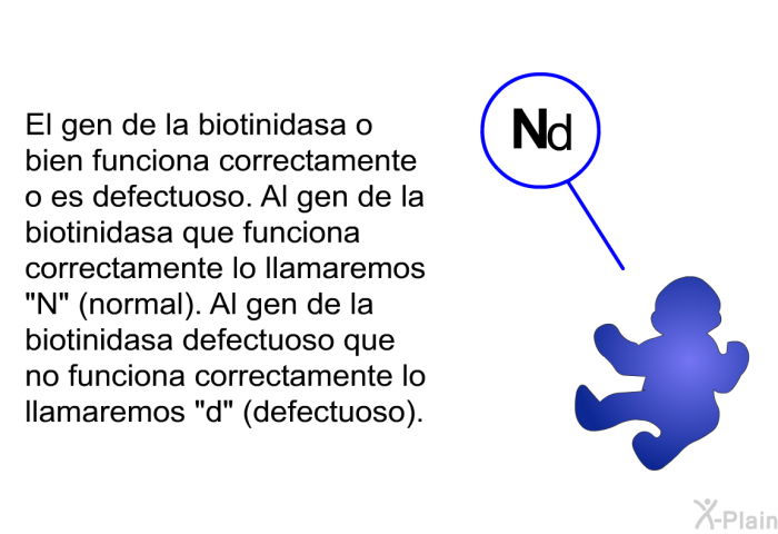 El gen de la biotinidasa o bien funciona correctamente o es defectuoso. Al gen de la biotinidasa que funciona correctamente lo llamaremos N (normal). Al gen de la biotinidasa defectuoso que no funciona correctamente lo llamaremos &ldquo;d&rdquo; (defectuoso).