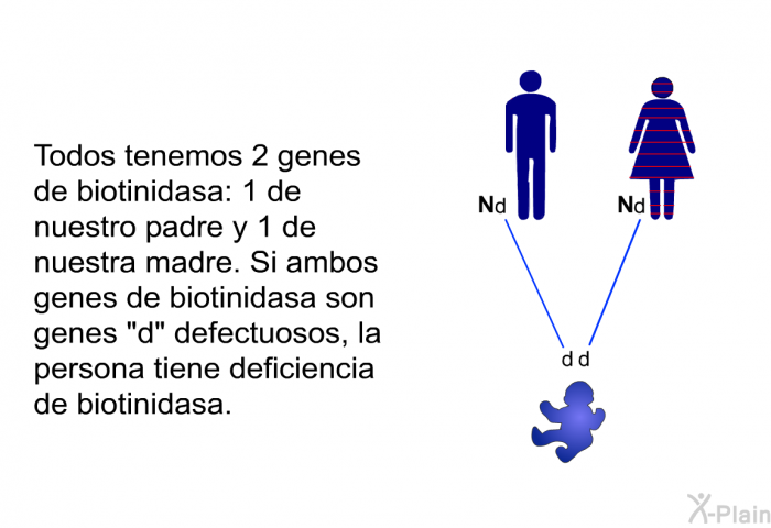 Todos tenemos 2 genes de biotinidasa: 1 de nuestro padre y 1 de nuestra madre. Si ambos genes de biotinidasa son genes &ldquo;d&rdquo; defectuosos, la persona tiene deficiencia de biotinidasa.