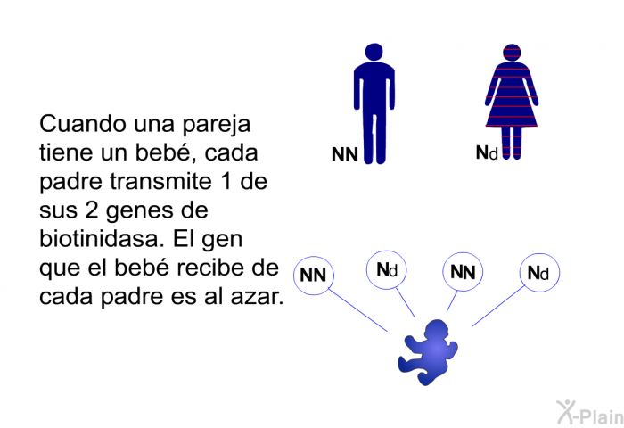 Cuando una pareja tiene un beb�, cada padre transmite 1 de sus 2 genes de biotinidasa. El gen que el beb� recibe de cada padre es al azar.