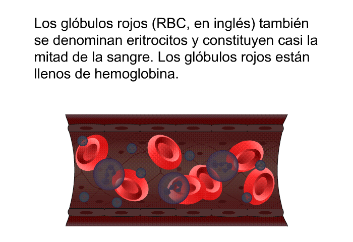 Los glbulos rojos (RBC, en ingls) tambin se denominan eritrocitos y constituyen casi la mitad de la sangre. Los glbulos rojos estn llenos de hemoglobina.