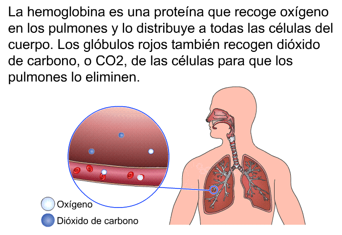 La hemoglobina es una protena que recoge oxgeno en los pulmones y lo distribuye a todas las clulas del cuerpo. Los glbulos rojos tambin recogen dixido de carbono, o CO<SUB>2</SUB>, de las clulas para que los pulmones lo eliminen.