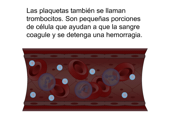Las plaquetas tambin se llaman trombocitos. Son pequeas porciones de clula que ayudan a que la sangre coagule y se detenga una hemorragia.
