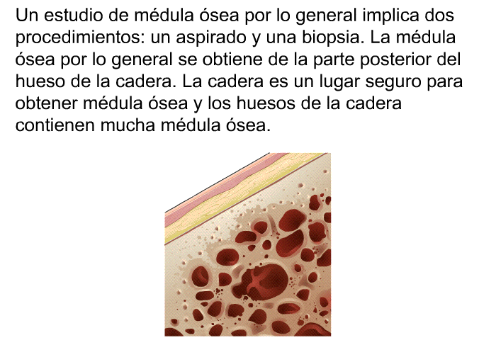 Un estudio de mdula sea por lo general implica dos procedimientos: un aspirado y una biopsia. La mdula sea por lo general se obtiene de la parte posterior del hueso de la cadera. La cadera es un lugar seguro para obtener mdula sea y los huesos de la cadera contienen mucha mdula sea.