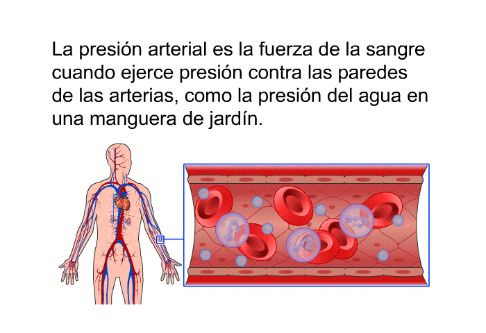 La presin arterial es la fuerza de la sangre cuando ejerce presin contra las paredes de las arterias, como la presin del agua en una manguera de jardn.