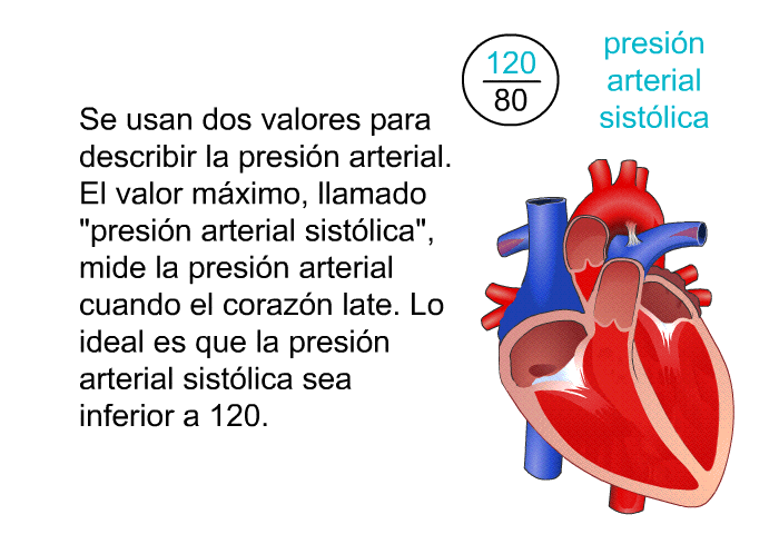 Se usan dos valores para describir la presin arterial. El valor mximo, llamado “presin arterial sistlica”, mide la presin arterial cuando el corazn late. Lo ideal es que la presin arterial sistlica sea inferior a 120.