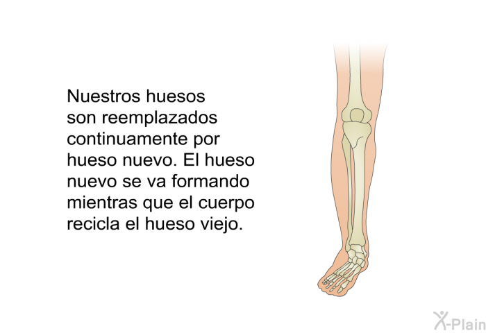 Nuestros huesos son reemplazados continuamente por hueso nuevo. El hueso nuevo se va formando mientras que el cuerpo recicla el hueso viejo.