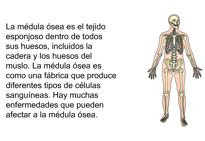 La mdula sea es el tejido esponjoso dentro de todos sus huesos, incluidos la cadera y los huesos del muslo. La mdula sea es como una fbrica que produce diferentes tipos de clulas sanguneas. Hay muchas enfermedades que pueden afectar a la mdula sea.