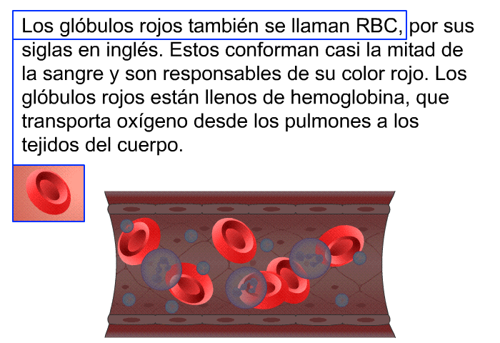 Los glbulos rojos tambin se llaman RBC, por sus siglas en ingls. Estos conforman casi la mitad de la sangre y son responsables de su color rojo. Los glbulos rojos estn llenos de hemoglobina, que transporta oxgeno desde los pulmones a los tejidos del cuerpo.
