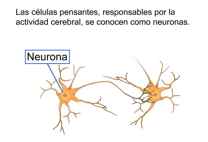 Las clulas pensantes, responsables por la actividad cerebral, se conocen como <I>neuronas</I>.
