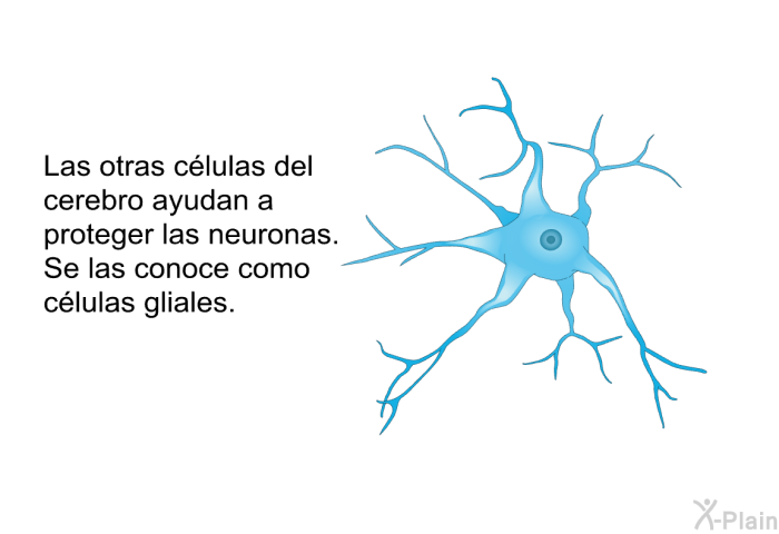 Las otras clulas del cerebro ayudan a proteger las neuronas. Se las conoce como <I>clulas gliales</I>.