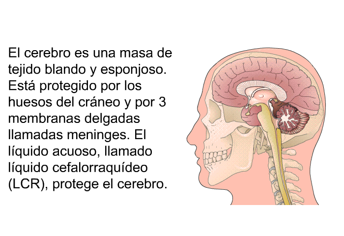 El cerebro es una masa de tejido blando y esponjoso. Est protegido por los huesos del crneo y por 3 membranas delgadas llamadas meninges. El lquido acuoso, llamado <I>lquido cefalorraqudeo </I>(LCR), protege el cerebro.