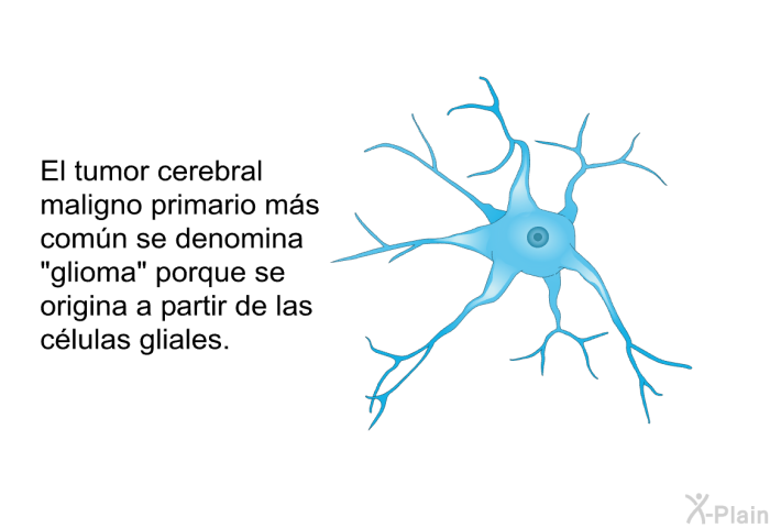 El tumor cerebral maligno primario ms comn se denomina “glioma” porque se origina a partir de las clulas gliales.