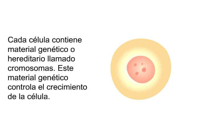 Cada clula contiene material gentico o hereditario llamado <I>cromosomas</I>. Este material gentico controla el crecimiento de la clula.