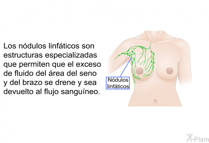 Los ndulos linfticos son estructuras especializadas que permiten que el exceso de fluido del rea del seno y del brazo se drene y sea devuelto al flujo sanguneo.