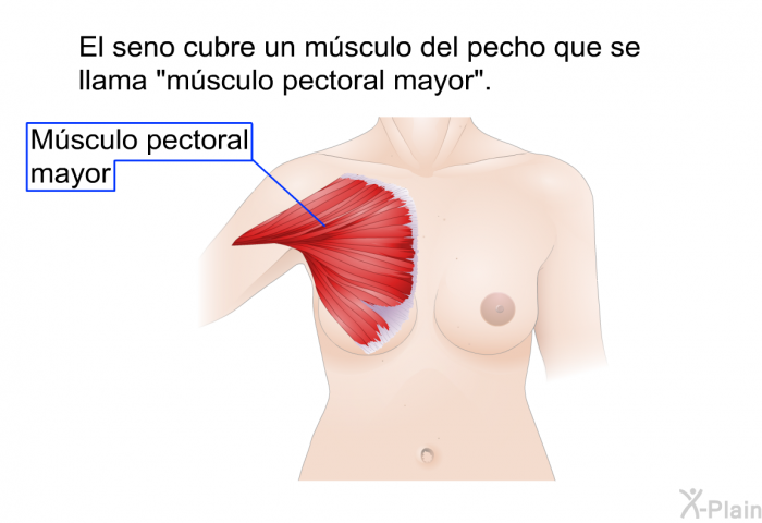 El seno cubre un msculo del pecho que se llama “msculo pectoral mayor”.