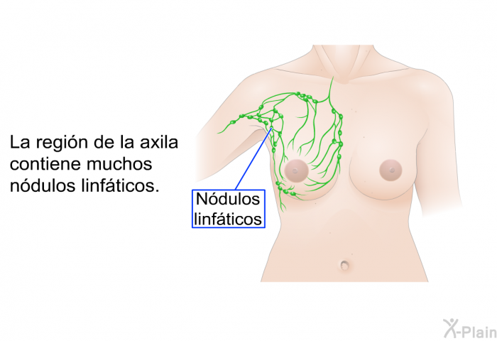 La regin de la axila contiene muchos ndulos linfticos.