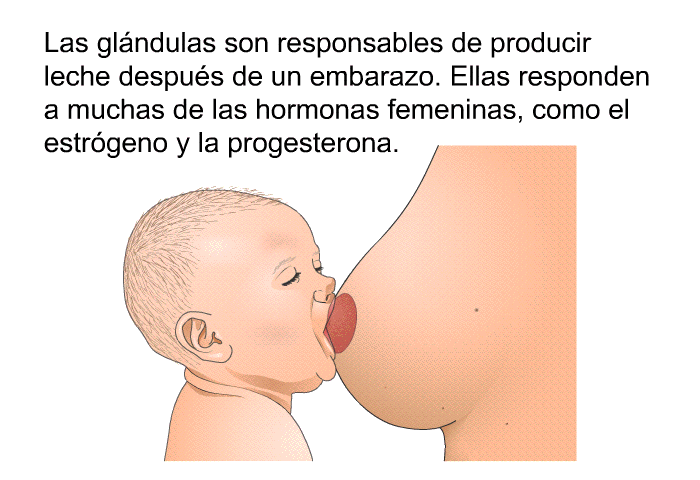 Las glndulas son responsables de producir leche despus de un embarazo. Ellas responden a muchas de las hormonas femeninas, como el estrgeno y la progesterona.