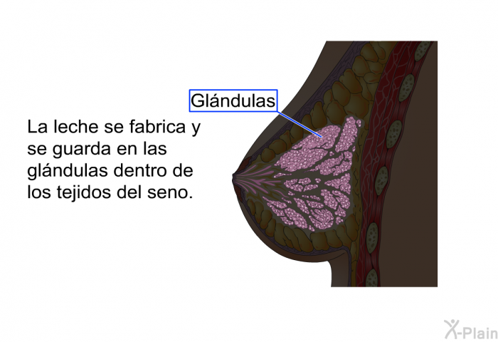 La leche se fabrica y se guarda en las glndulas dentro de los tejidos del seno.