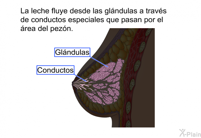 La leche fluye desde las glndulas a travs de conductos especiales que pasan por el rea del pezn.