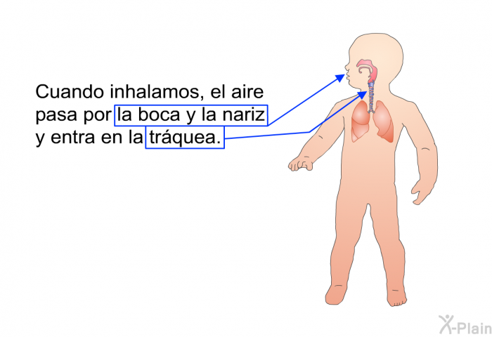 Cuando inhalamos, el aire pasa por la boca y la nariz y entra en la trquea.