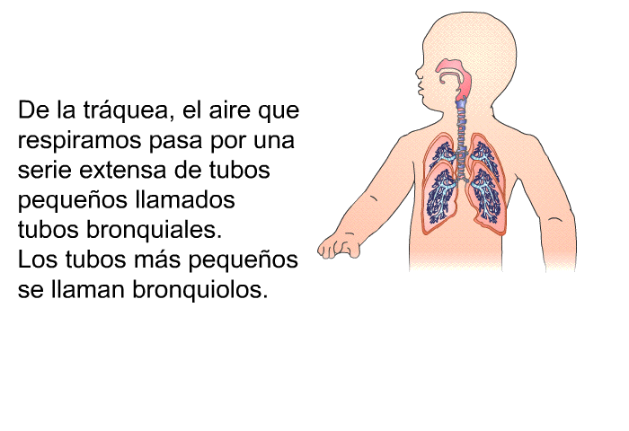 De la trquea, el aire que respiramos pasa por una serie extensa de tubos pequeos llamados tubos bronquiales. Los tubos ms pequeos se llaman bronquiolos.