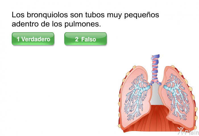 Los bronquiolos son tubos muy pequeos adentro de los pulmones.