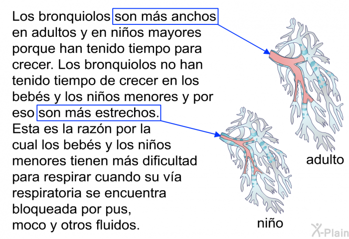 Los bronquiolos son ms anchos en adultos y en nios mayores porque han tenido tiempo para crecer. Los bronquiolos no han tenido tiempo de crecer en los bebs y los nios menores y por eso son ms estrechos. Esta es la razn por la cual los bebs y los nios menores tienen ms dificultad para respirar cuando su va respiratoria se encuentra bloqueada por pus, moco y otros fluidos.