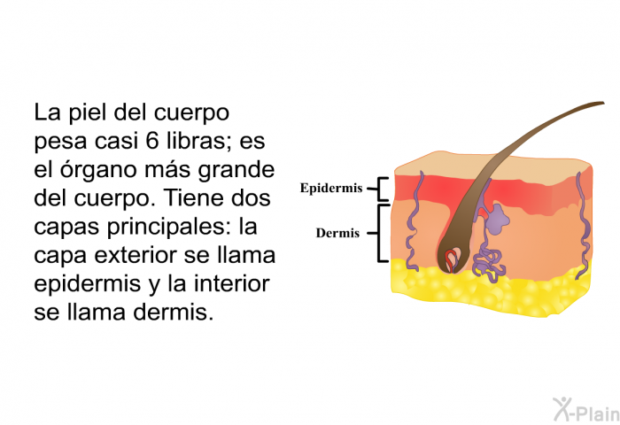 La piel del cuerpo pesa casi 6 libras; es el rgano ms grande del cuerpo. Tiene dos capas principales: la capa exterior se llama epidermis y la interior se llama dermis.