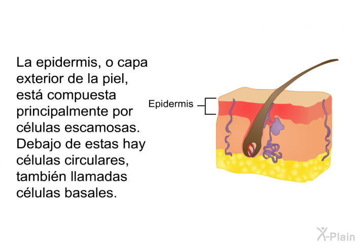 La epidermis, o capa exterior de la piel, est compuesta principalmente por clulas escamosas. Debajo de estas hay clulas circulares, tambin llamadas clulas basales.