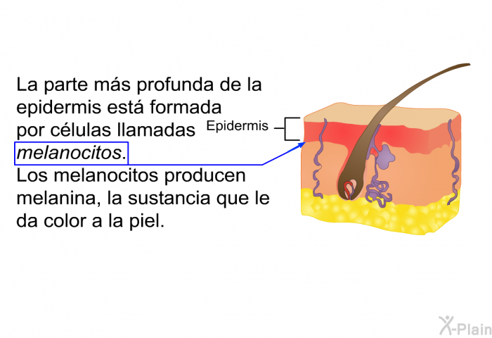 La parte ms profunda de la epidermis est formada por clulas llamadas <I>melanocitos</I>. Los melanocitos producen melanina, la sustancia que le da color a la piel.